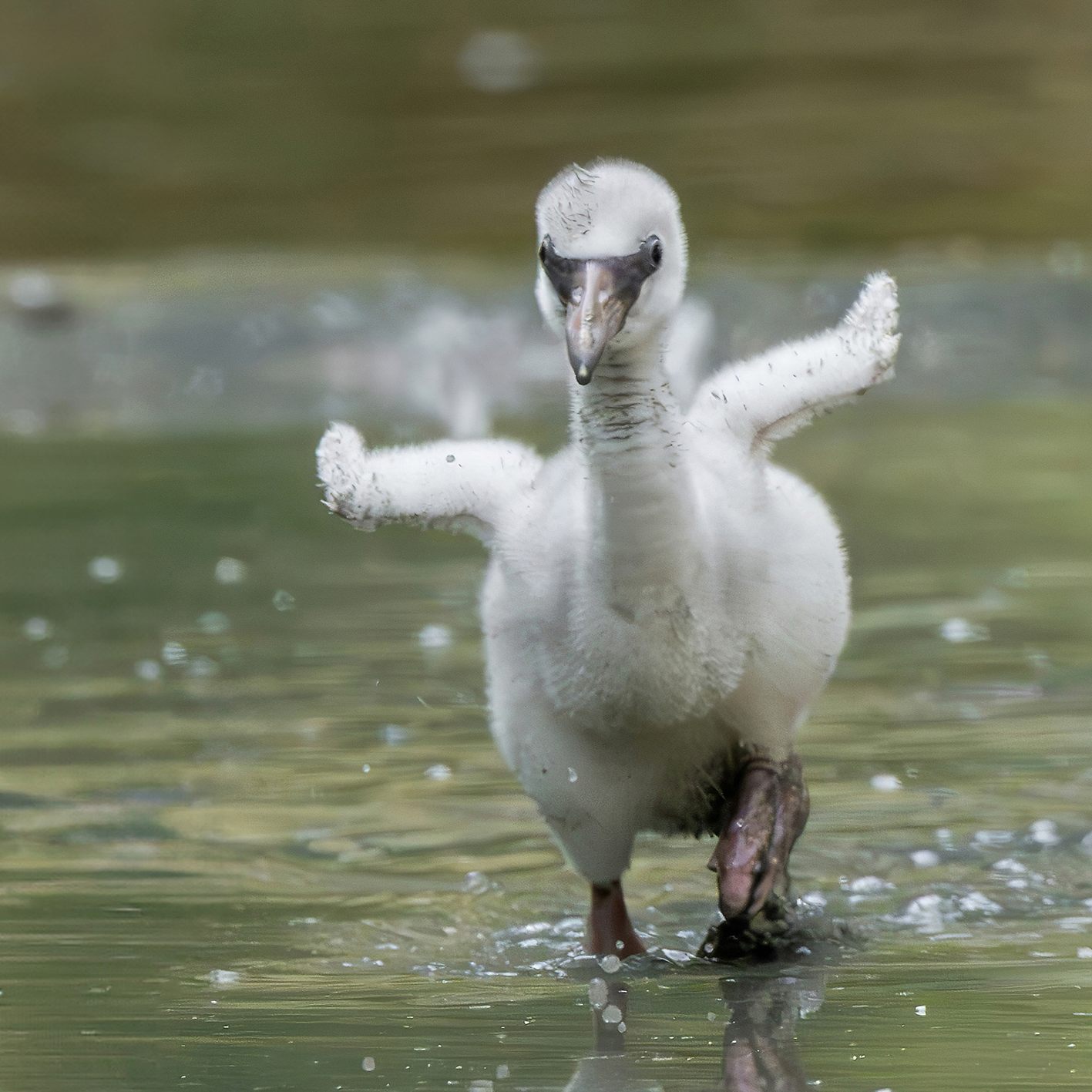Es handelt sich nicht um den ersten Nachwuchs bei den Schönbrunner Flamingos.