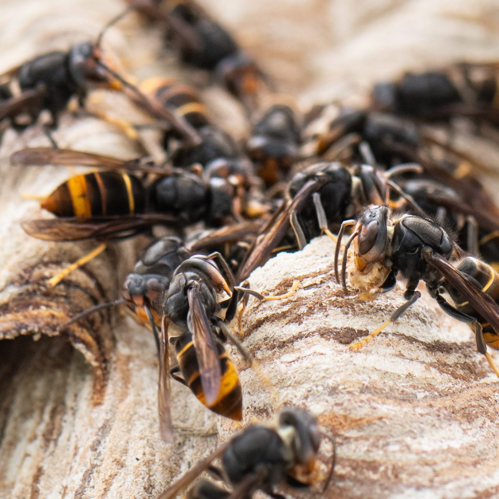 Diese Maßnahmen helfen gegen den Befall durch Asiatische Hornissen.