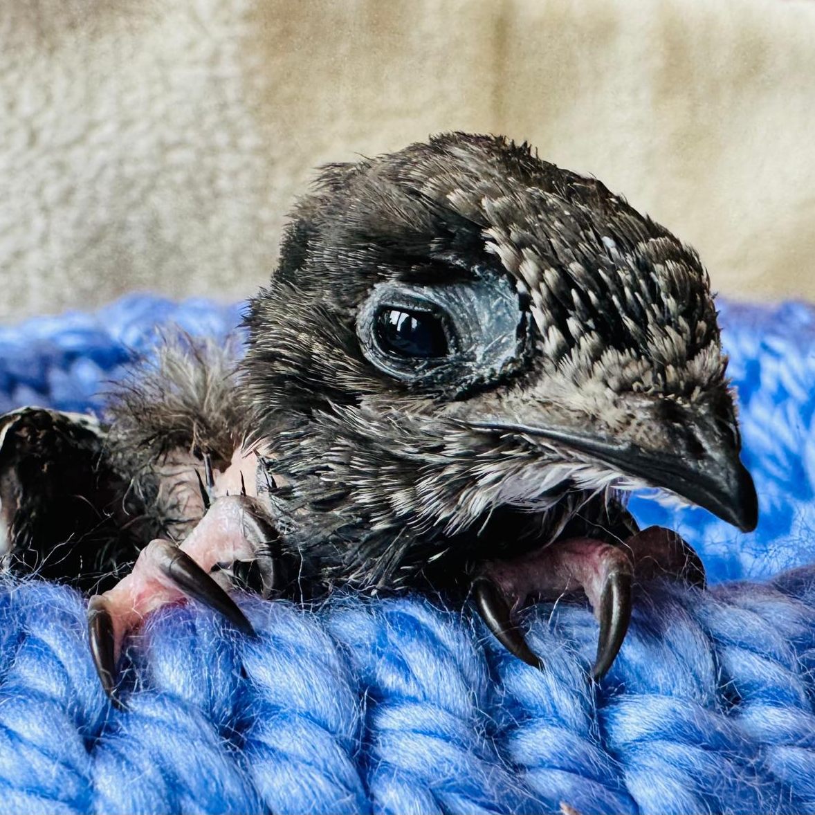 Das Tierschutzhaus in Vösendorf kümmert sich derzeit um 24 Mauersegler-Jungtiere.