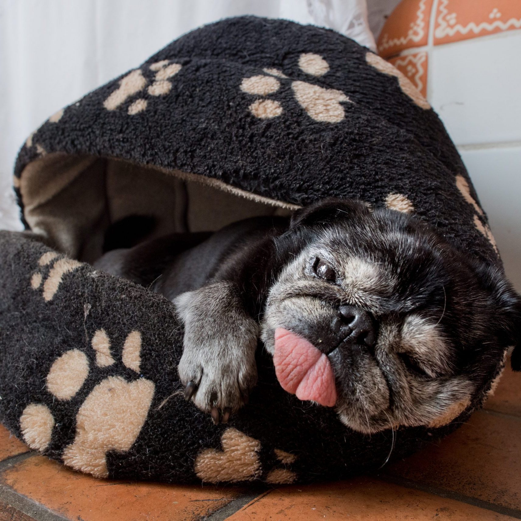 Die Hitze macht nicht nur Menschen zu schaffen.