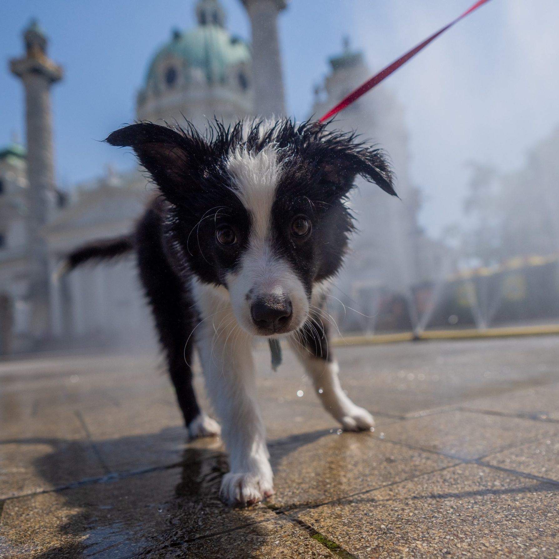 Studie erschien in Fachzeitschrift "Animal Cognition".