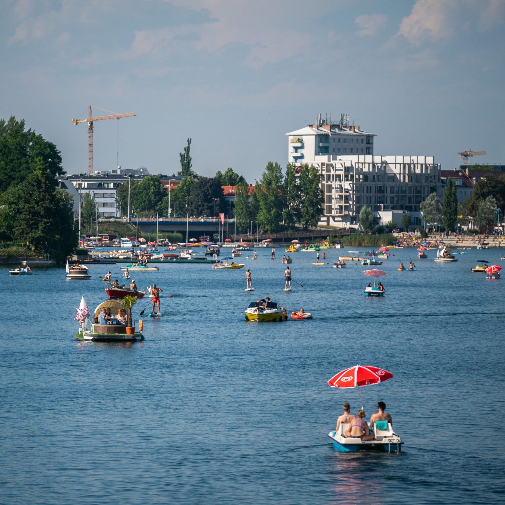In der Alten Donau gibt es ein massives Karpfen-Sterben.