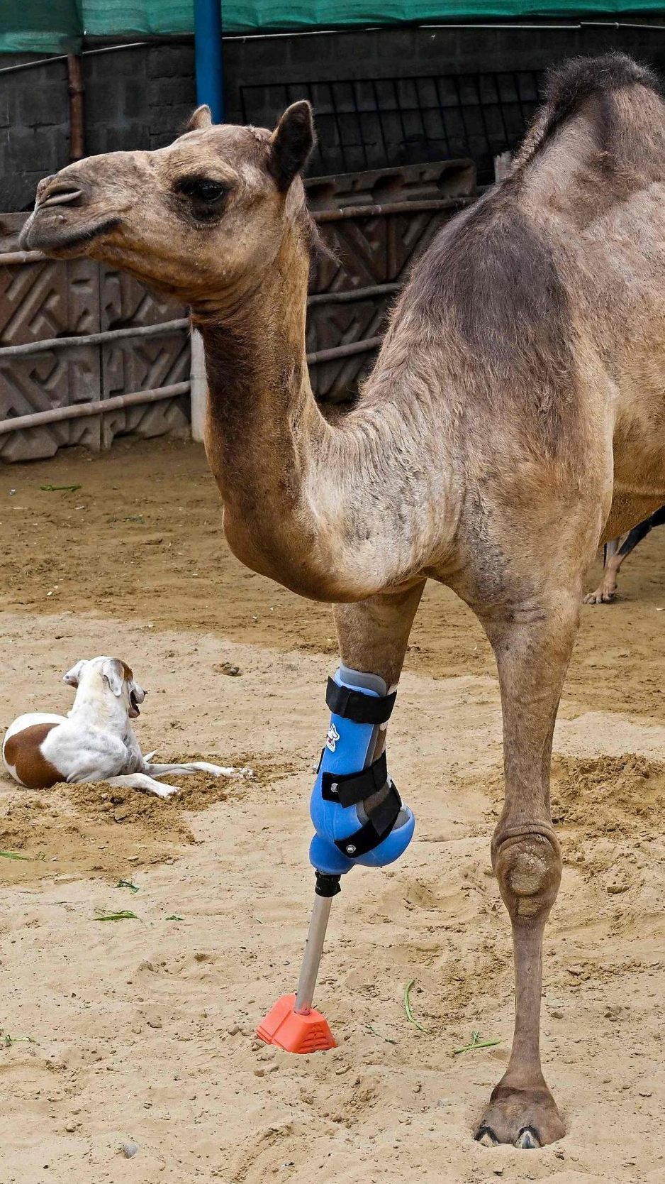 Cammie" macht seine ersten Schritte mit einem neuen Bein.