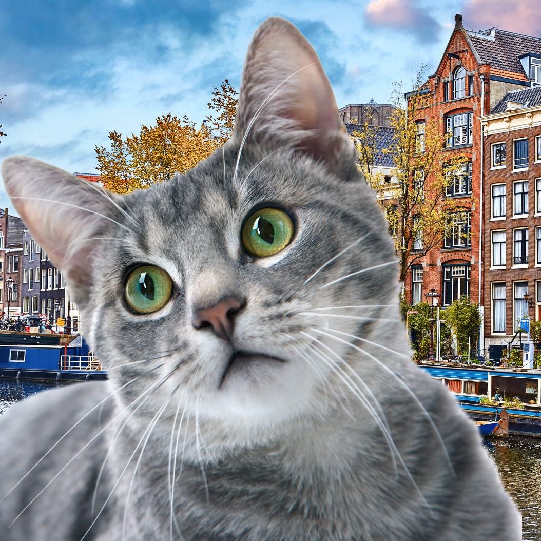 Amsterdam plant Katzentreppen