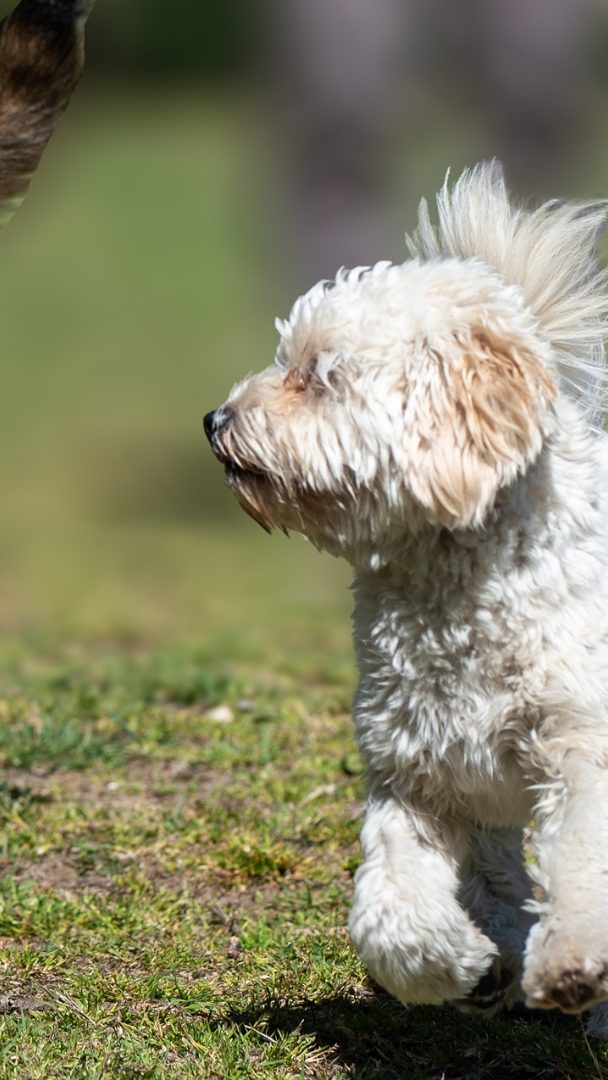 Laut Forscherinnen kommunizieren Hunde mit Menschen situationselastisch.