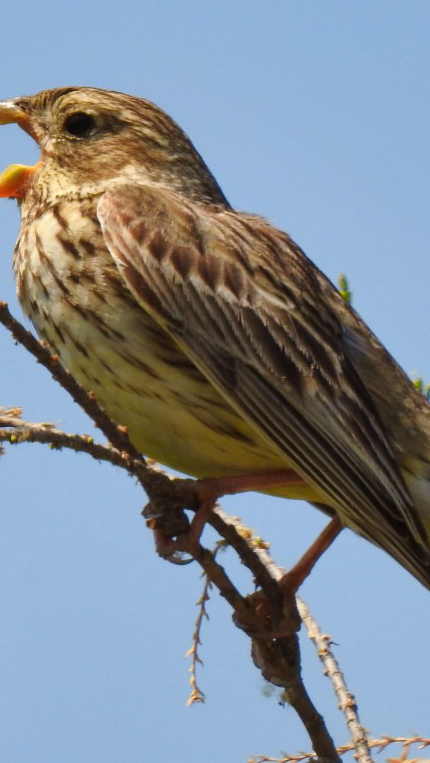 Die Grauammer weist seit 1998 den stärksten Bestandsrückgang auf.