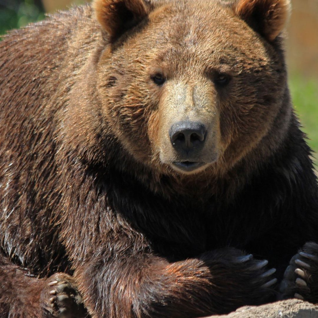 Braunbär "Dunbar" darf sich langsam im Bärenwald Arbesbach eingewöhnen.