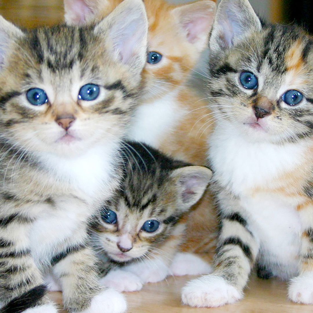 Seit Beginn der warmen Jahreszeit wurden im TierQuarTier bereits über 400 Katzen aufgenommen.