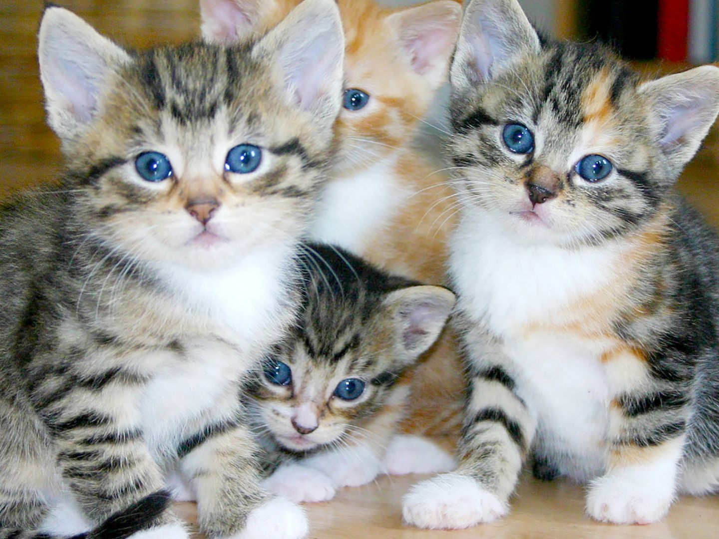 Seit Beginn der warmen Jahreszeit wurden im TierQuarTier bereits über 400 Katzen aufgenommen.