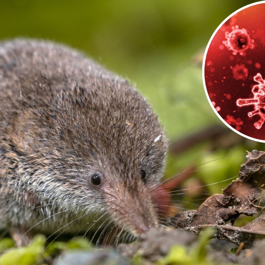 Kontakt mit Feldspitzmäusen sollte unbedingt vermieden werden