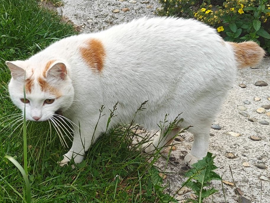 Cosmo