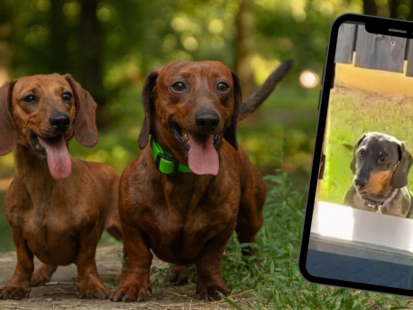 Die befreundeten Dackel Olive und Gatsby.
