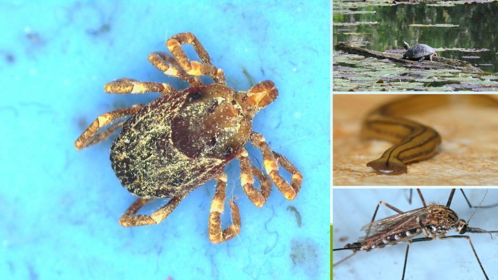 Invazivne vrste ogrožajo ekosistem Vorarlberga, medtem ko Mühlviertel slavi ohranitev naravnega parka