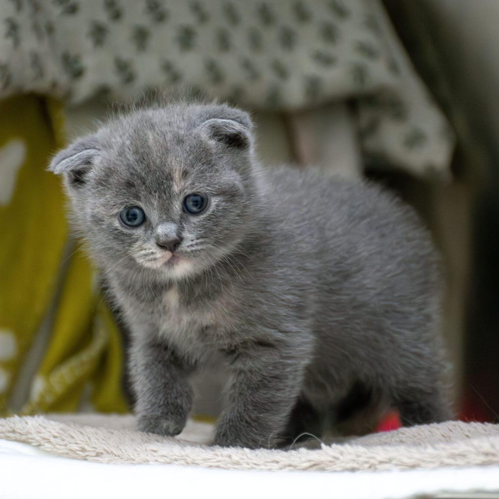 Notruf vom Assisi-Hof in Stockerau.