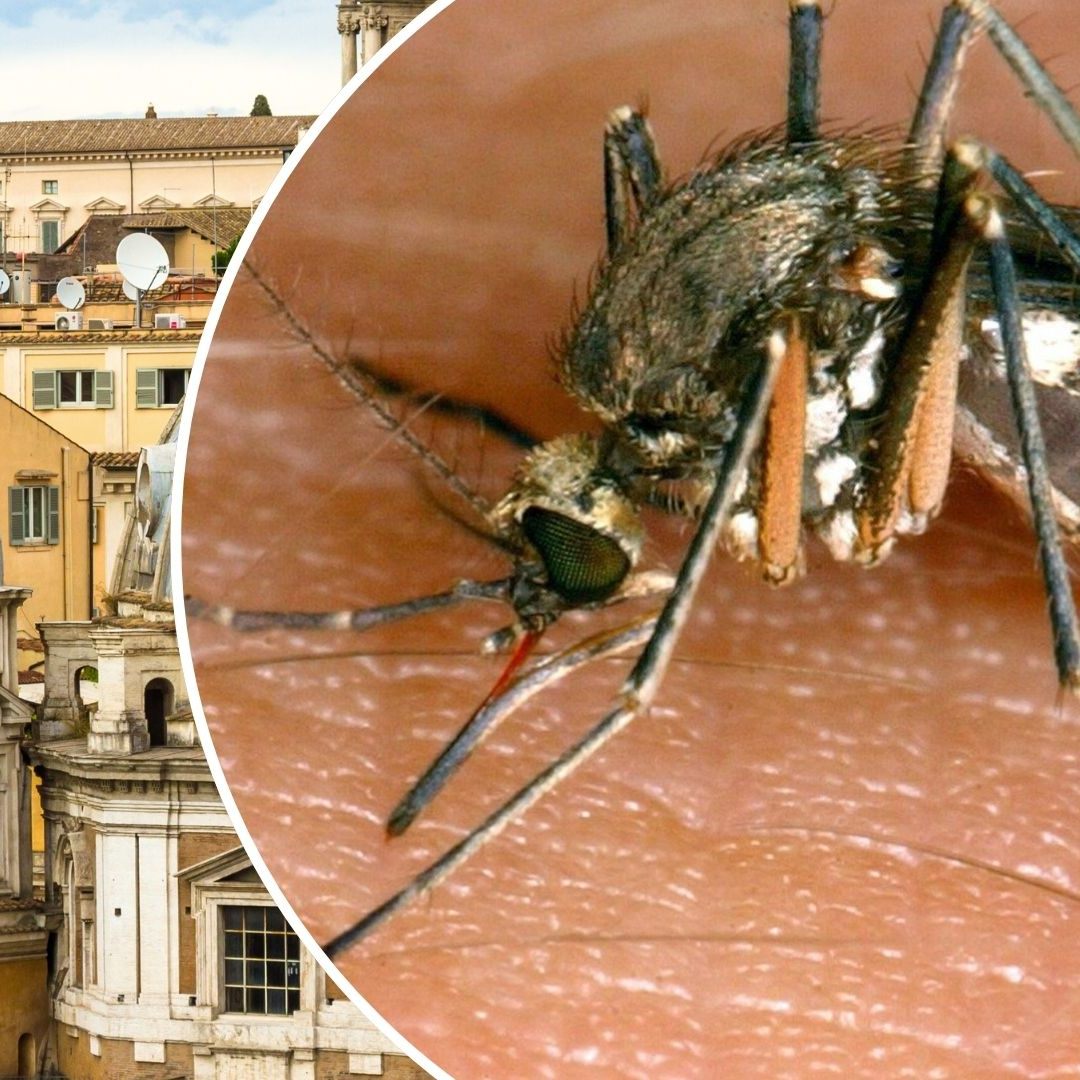 Erste Tote nach West-Nil-Ausbruch bei Rom – Virus breitet sich aus