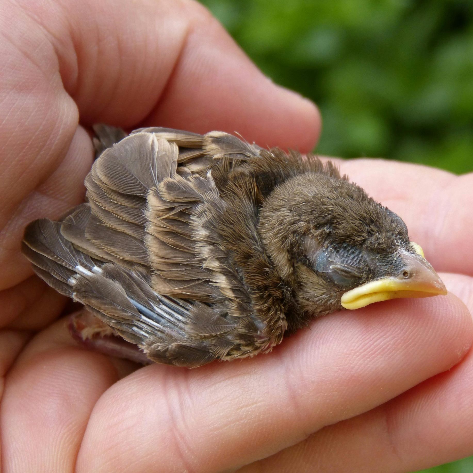 Gut gemeint, doch oft fatal warnt der Tierschutzverein.