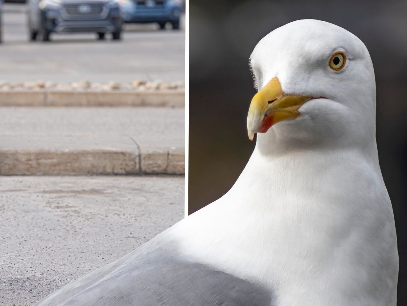 Möwe jagt Frau bis zum Ladeneingang. (Symbolbild) Möwe jagt Frau bis zum Ladeneingang. (Symbolbild)
