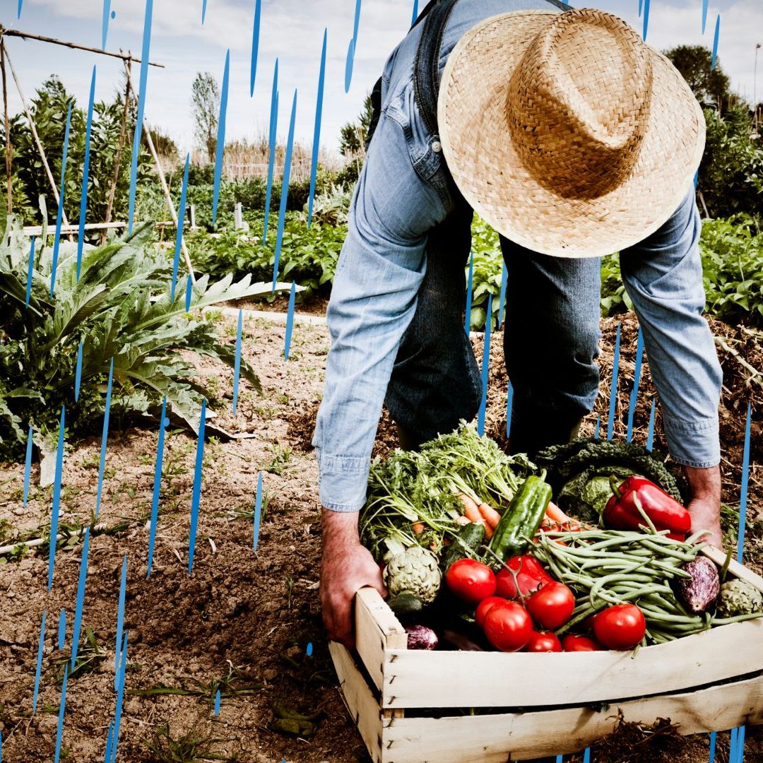 Wetterkrise im Garten: Jetzt richtig reagieren und Boden retten
