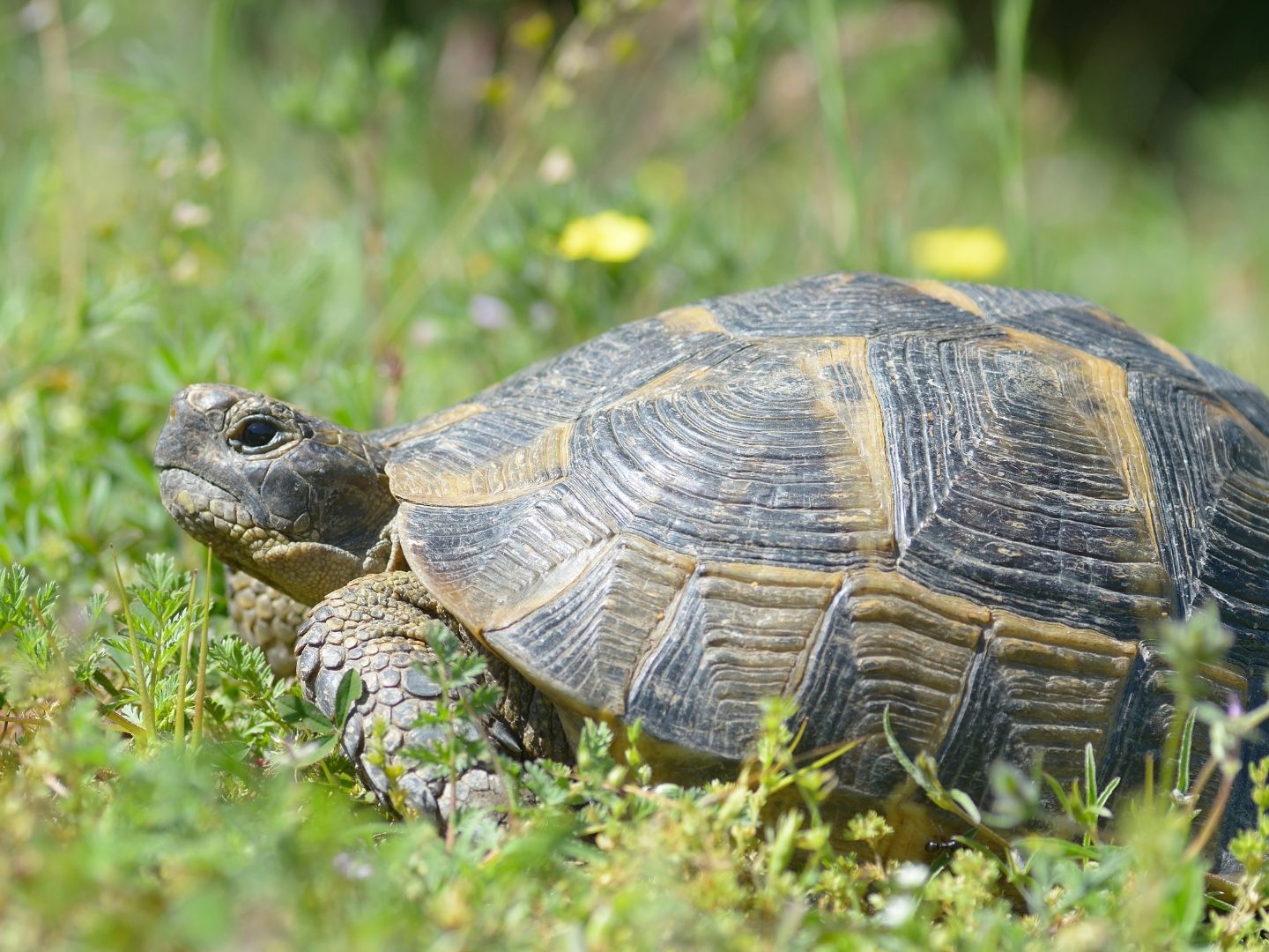 In Chiang Rai marschierte eine Spornschildkröte eigenständig durch eine Einfahrt. In Chiang Rai marschierte eine Spornschildkröte eigenständig durch eine Einfahrt.