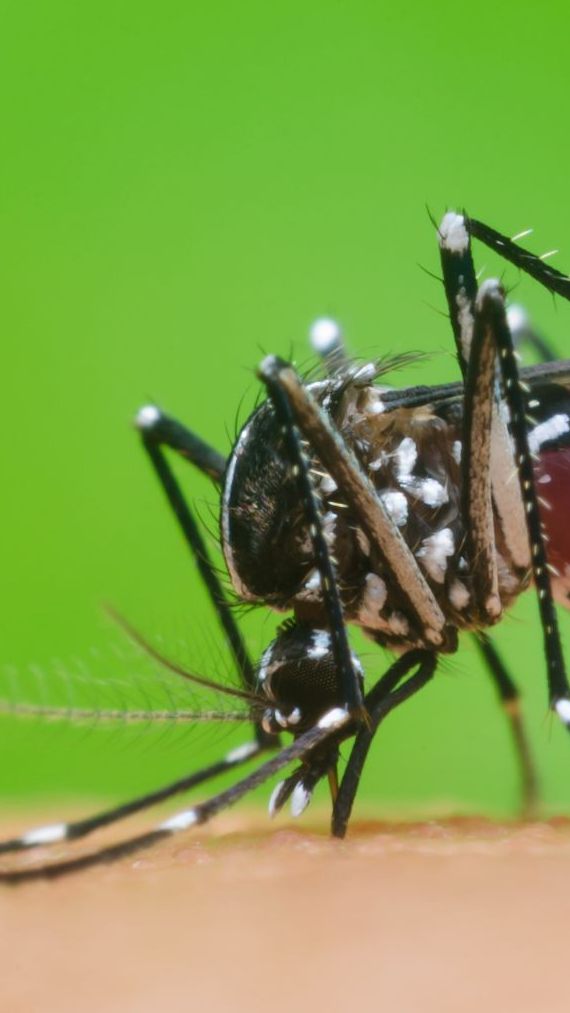 Neue Impfung empfohlen: Schutz vor Chikungunya