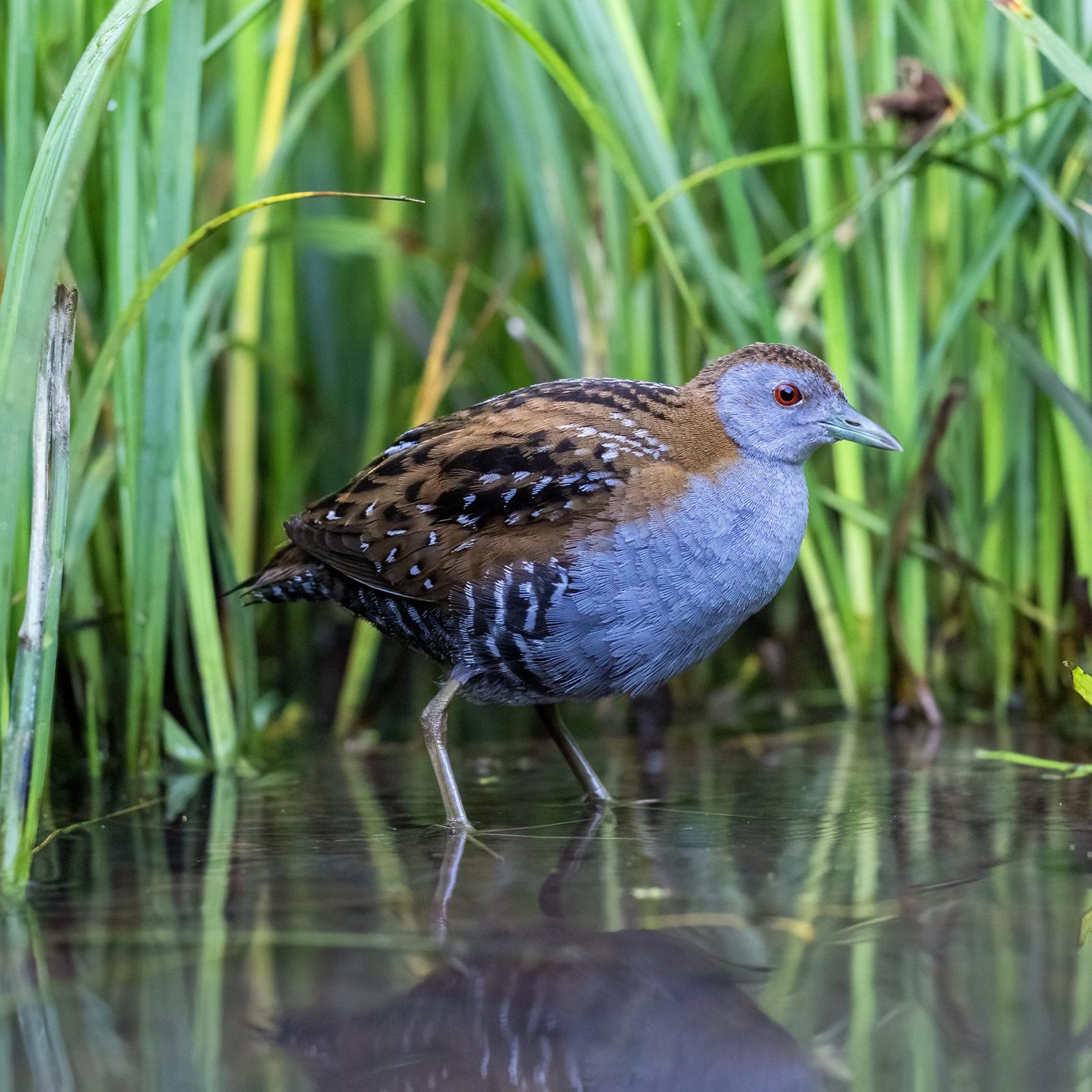 Das Zwergsumpfhuhn brütet nach 70 Jahren wieder im Burgenland.