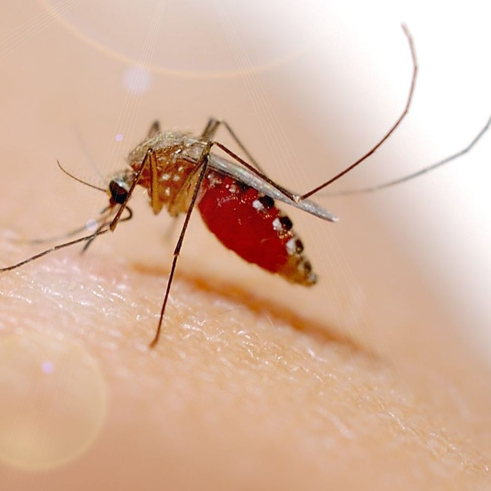 Tropenvirus auf dem Vormarsch: WHO warnt vor globaler Epidemie.