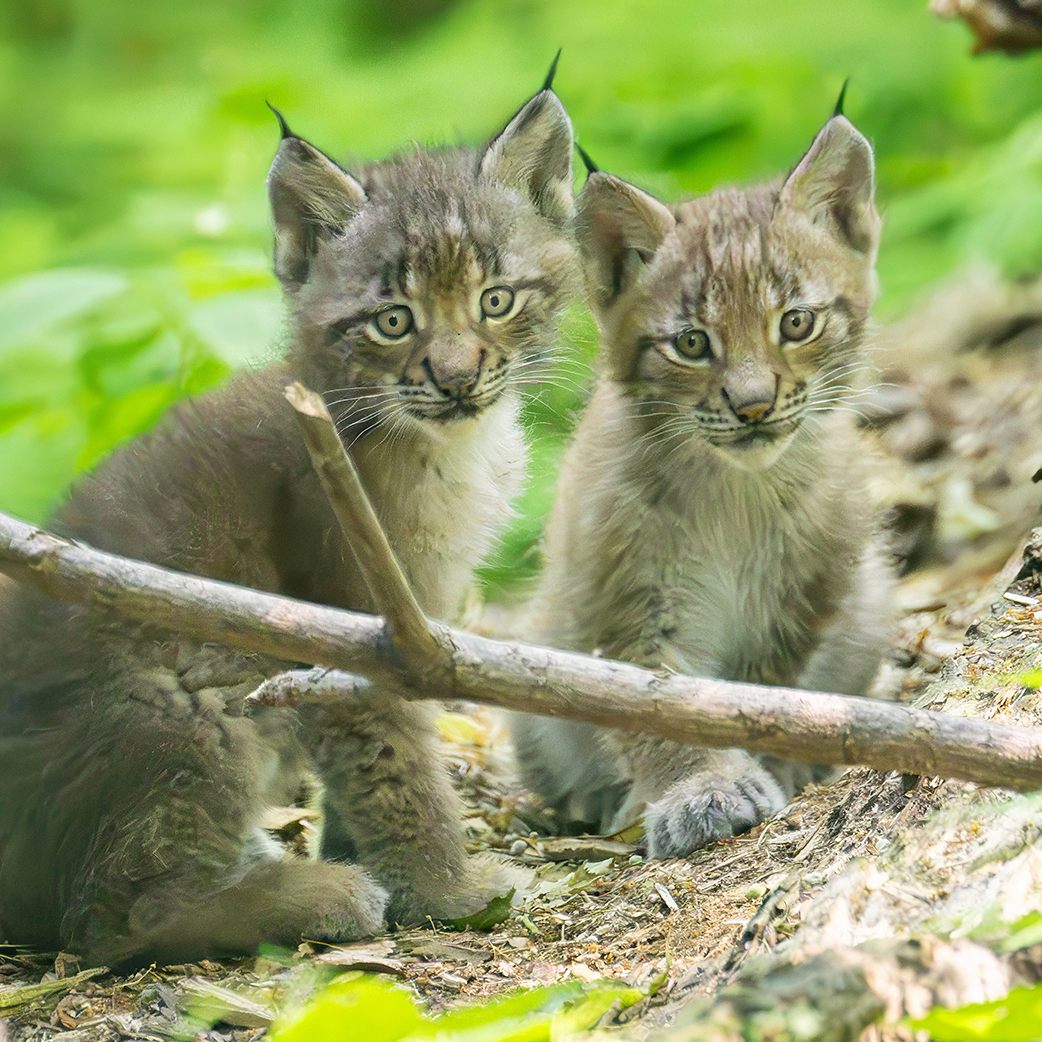 Luchs-Drillinge wurden im Tiergarten Schönbrunn geboren.