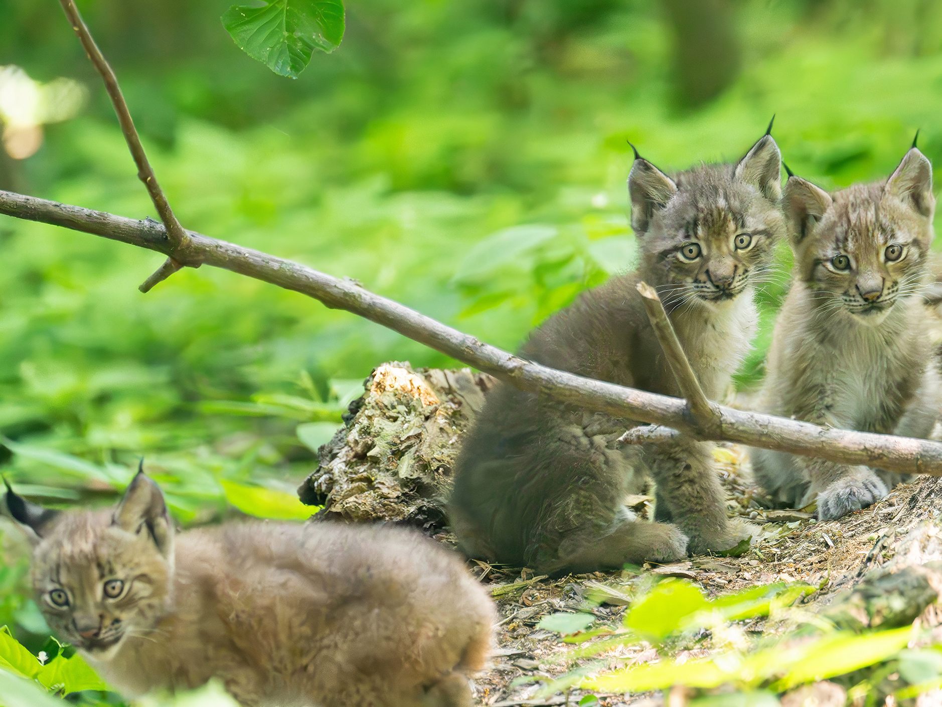 Luchs-Drillinge wurden im Tiergarten Schönbrunn geboren.