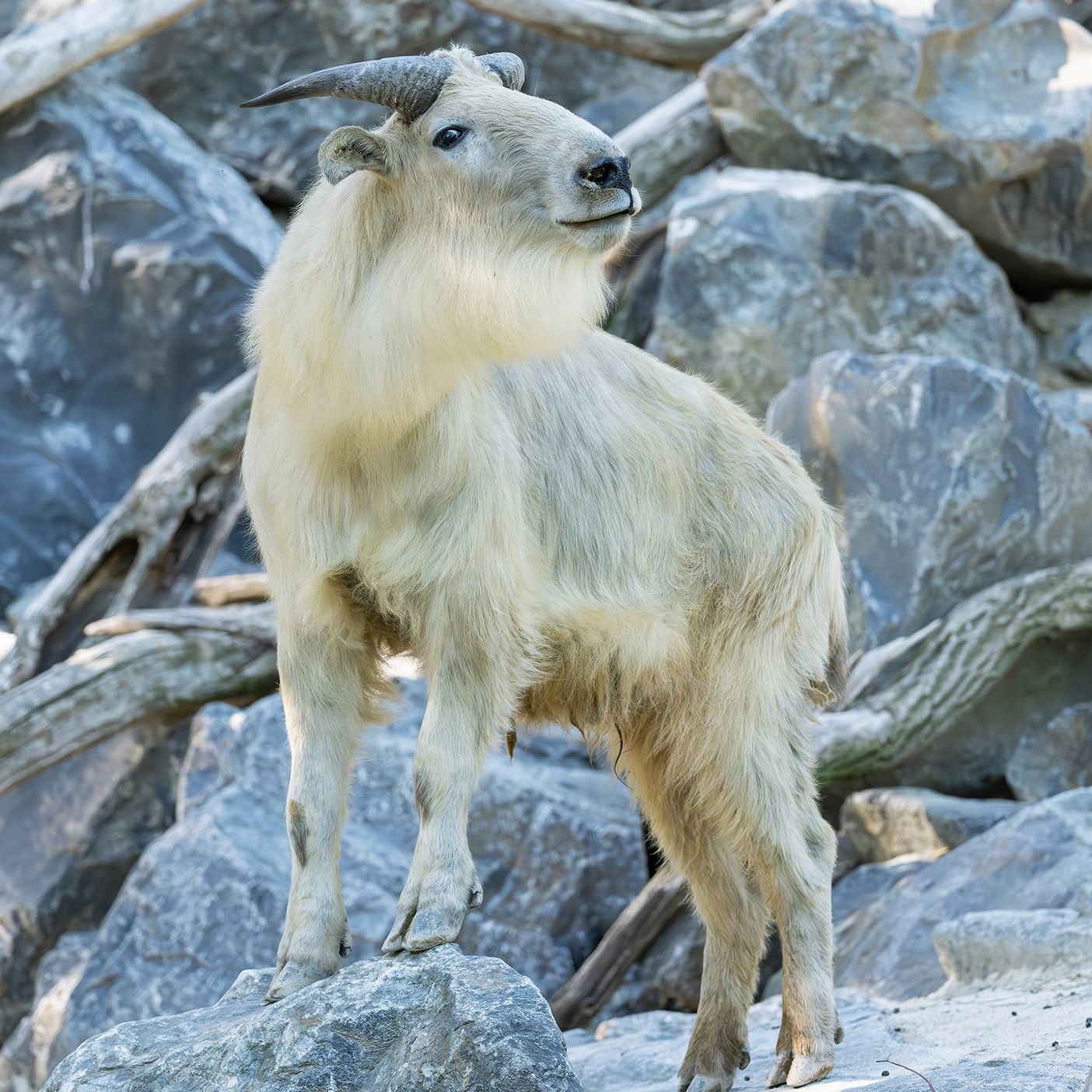 Neuzugang im Wiener Tiergarten Schönbrunn.