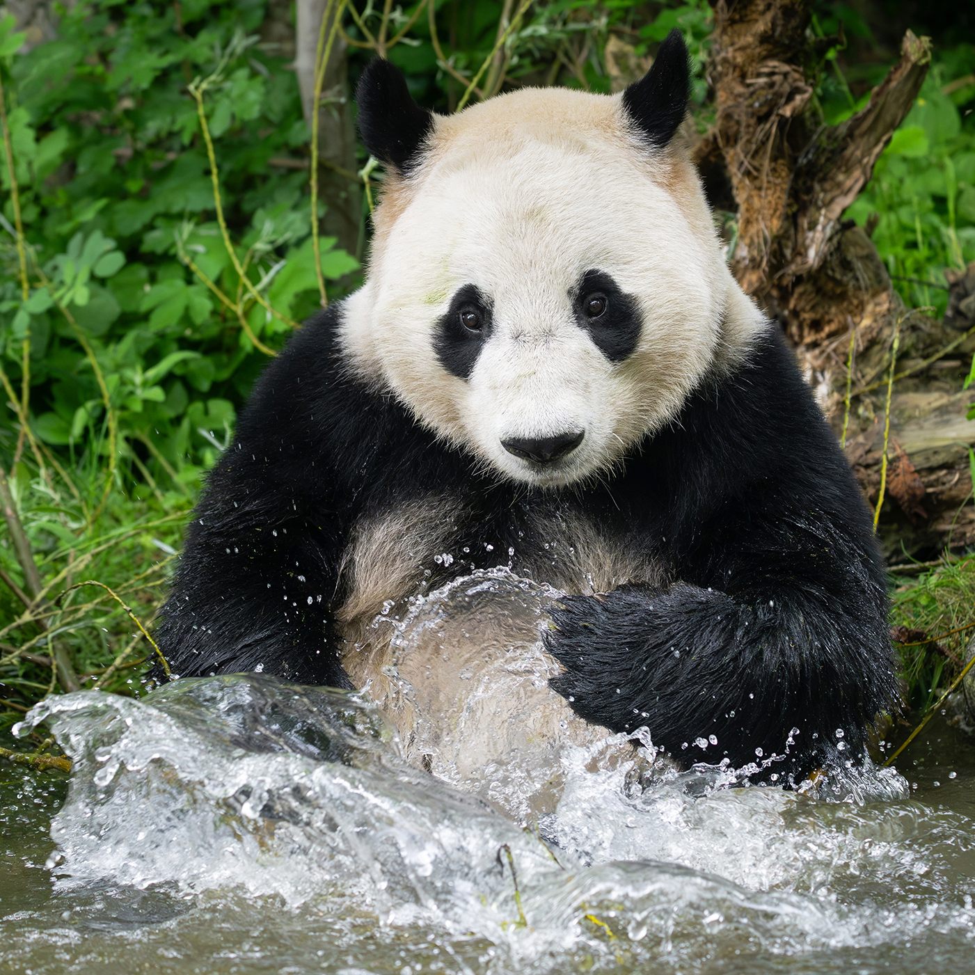 Die Pandas im Tiergarten Schönbrunn kühlen sich ab.