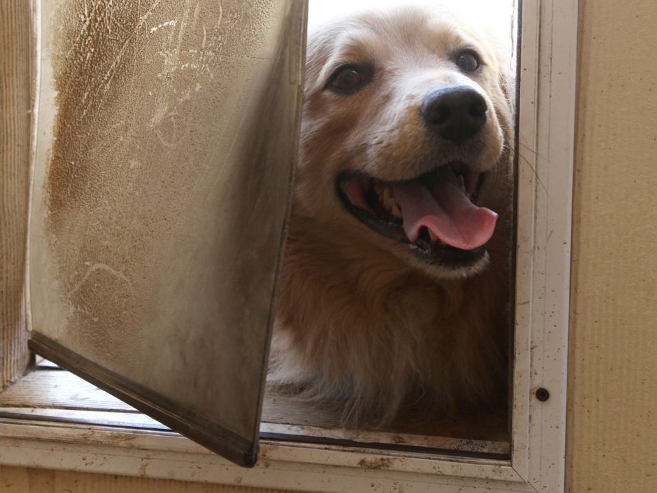 Hundeklappe vs. Hund. (Symbolbild) Hundeklappe vs. Hund. (Symbolbild)
