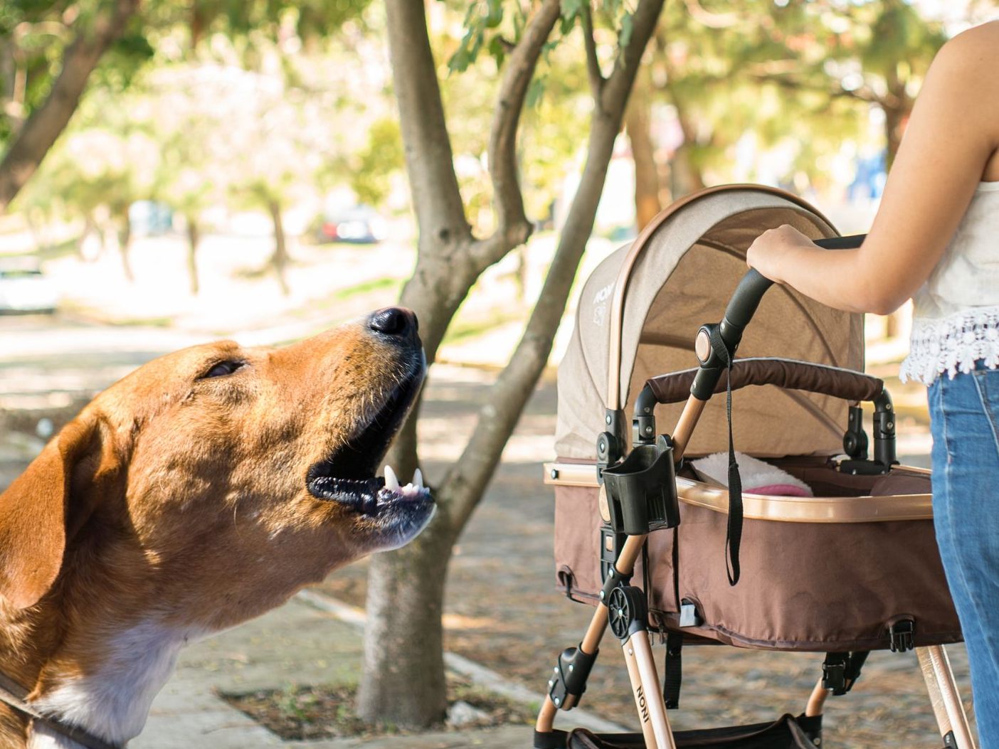 Mutter in Oberösterreich schützte Baby vor Hundeattacke.