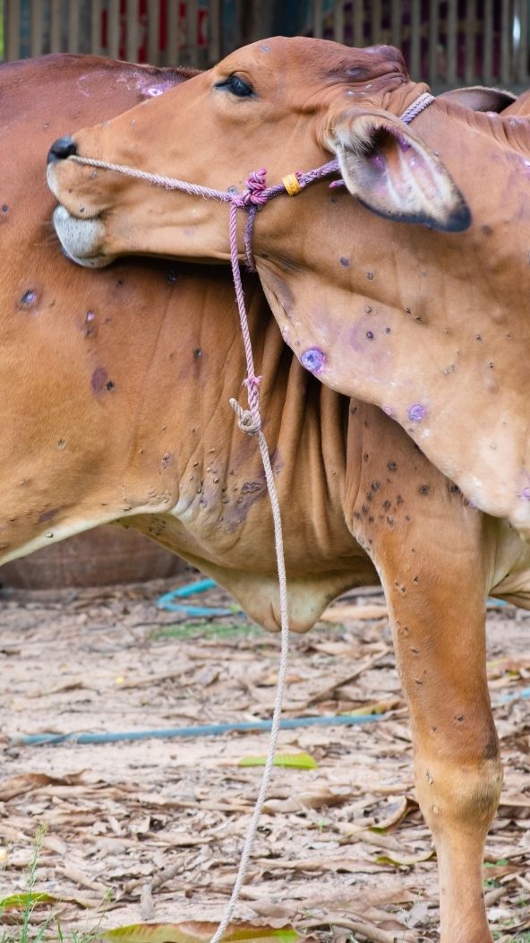 Landesvetinär über LSD-VIrus.