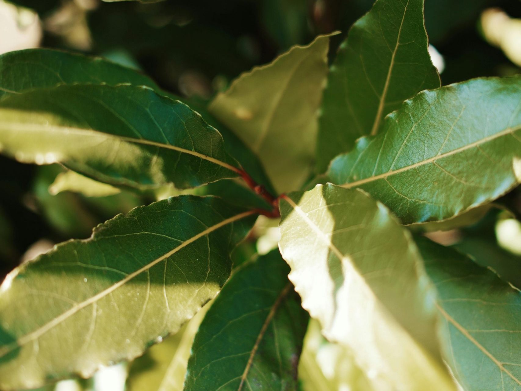 Lorbeerblätter als natürliche Abwehr gegen Mäuse und Ratten: Eucalyptol stört das Riechvermögen der Tiere. Lorbeerblätter als natürliche Abwehr gegen Mäuse und Ratten: Eucalyptol stört das Riechvermögen der Tiere.