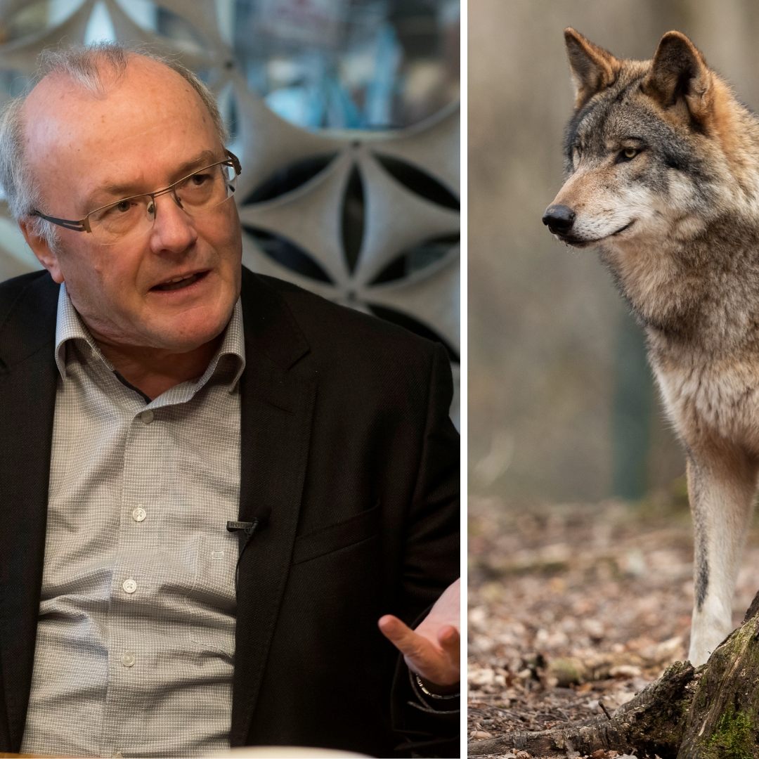 Reinhard Haller zur Wolfsdiskussion.