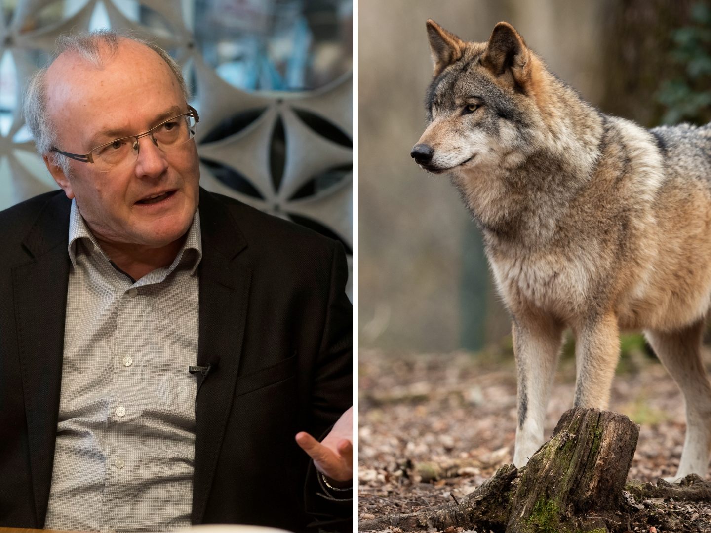 Reinhard Haller zur Wolfsdiskussion. Reinhard Haller zur Wolfsdiskussion.