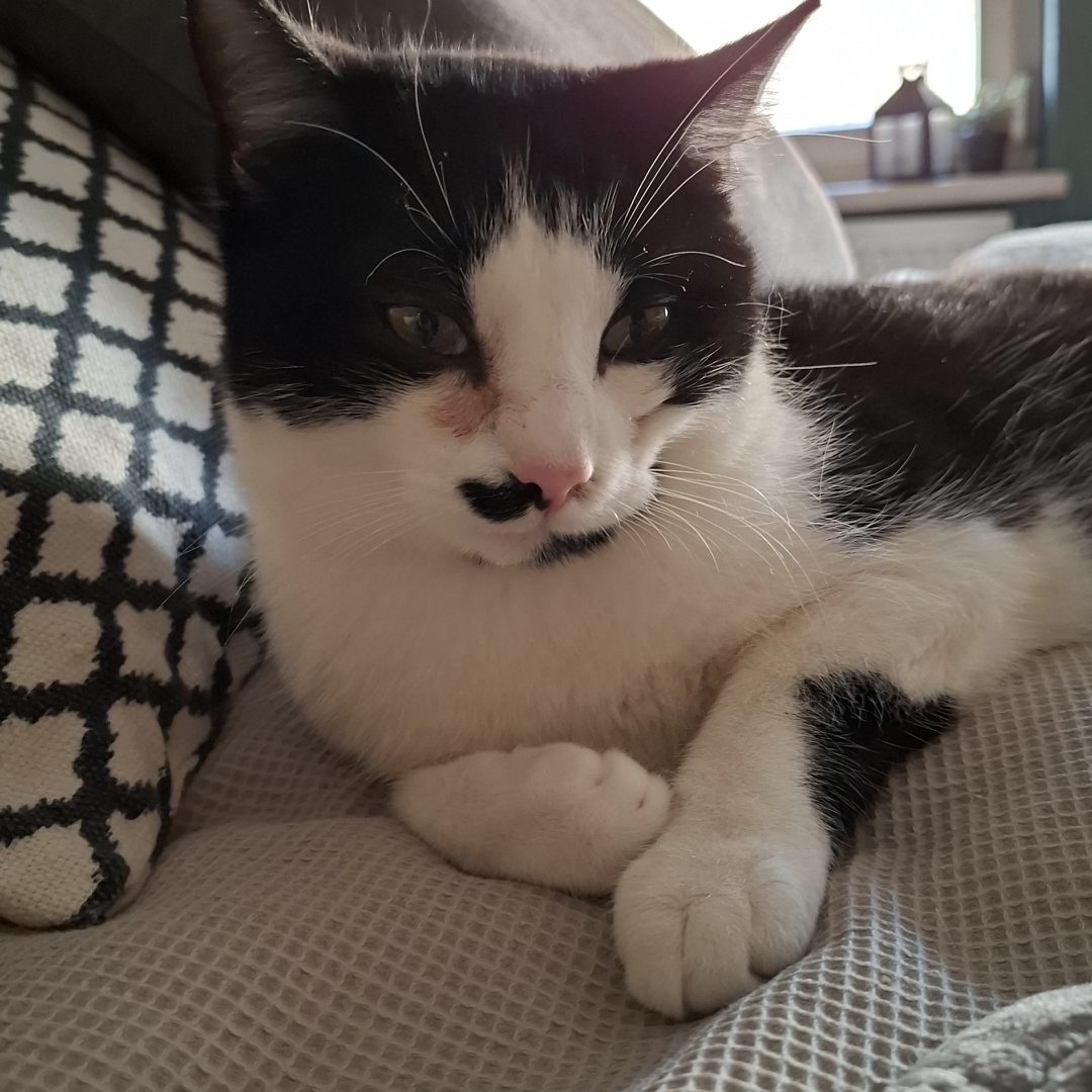 Das ist mein kleiner Archi mit seinem halben Schnurrbart.