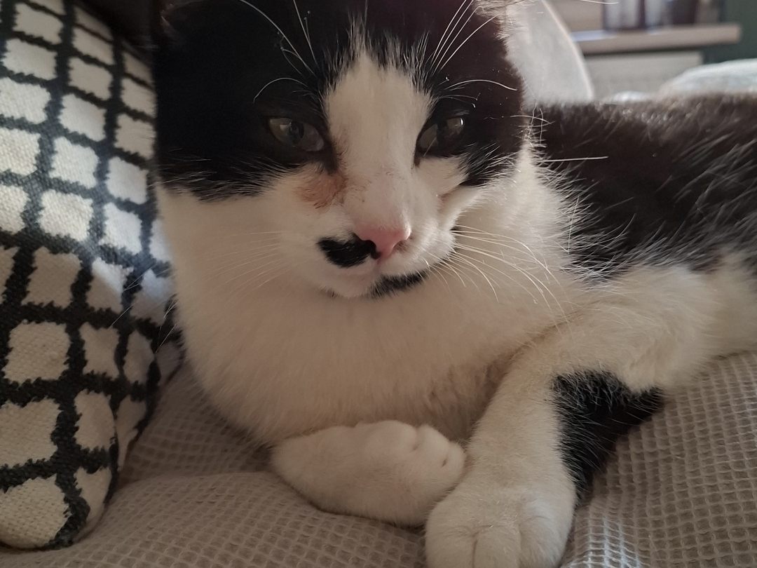 Das ist mein kleiner Archi mit seinem halben Schnurrbart. Das ist mein kleiner Archi mit seinem halben Schnurrbart.