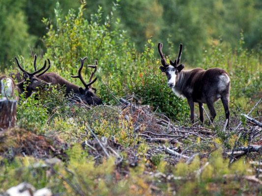 Rentiere in Lappland im Norden von Schweden Rentiere in Lappland im Norden von Schweden