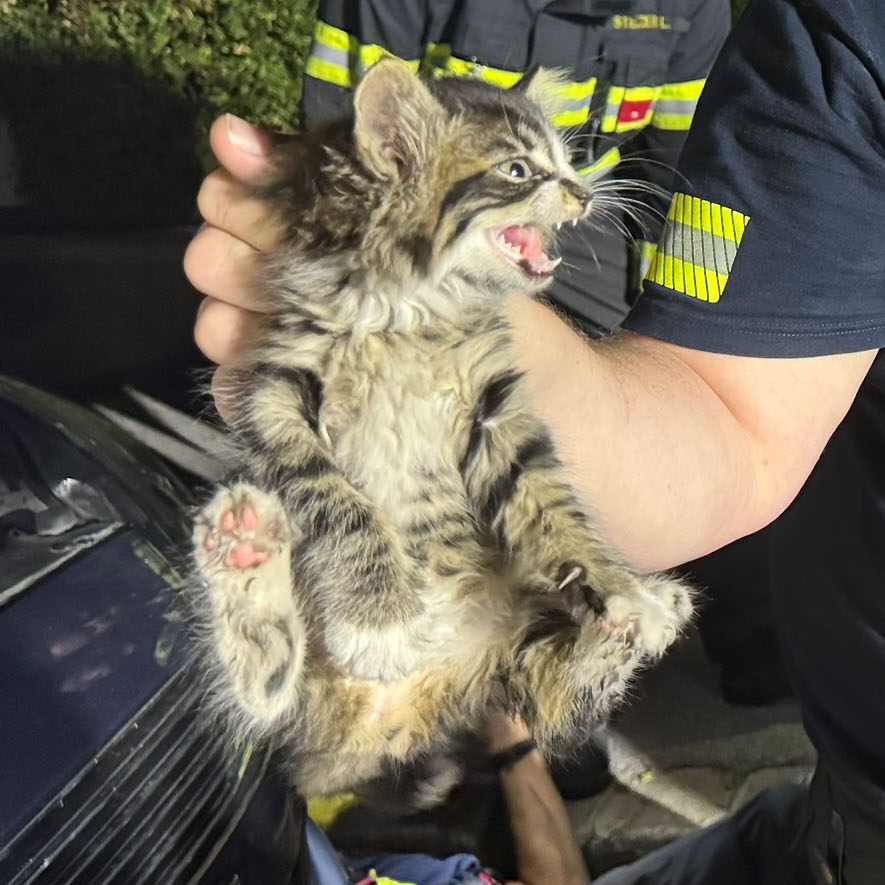 Die Freiwillige Feuerwehr befreit die Babykatze aus dem Motorraum eines PKW.