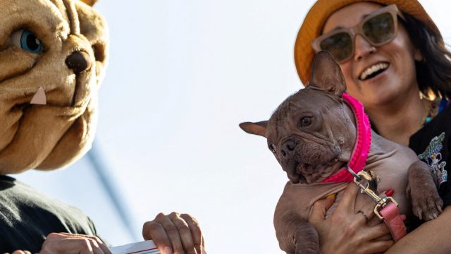 Image for Haarlose Petunia ist “hässlichster Hund der Welt”