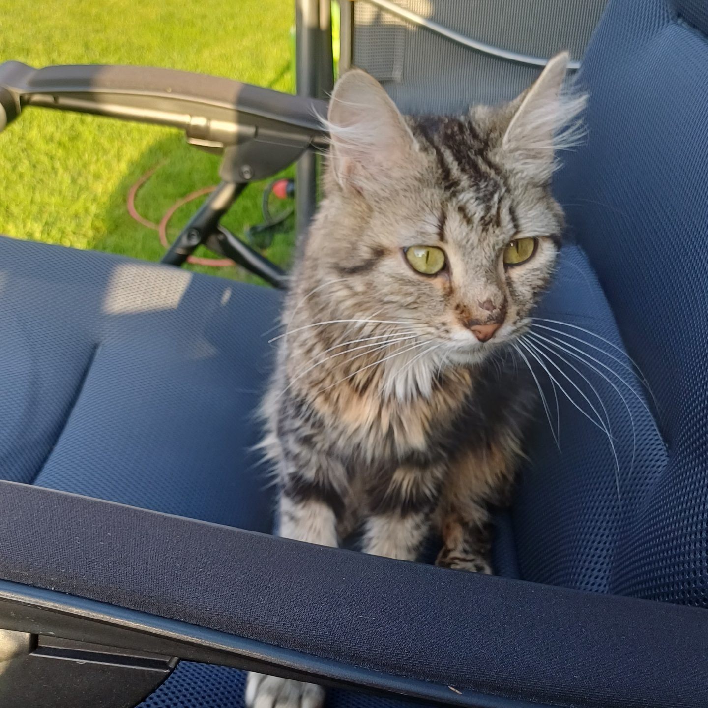 Fund Katze/r - Hohenweiler