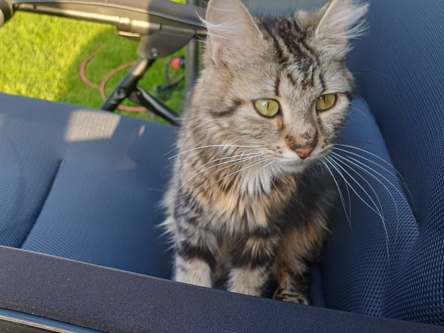 Fund Katze/r - Hohenweiler