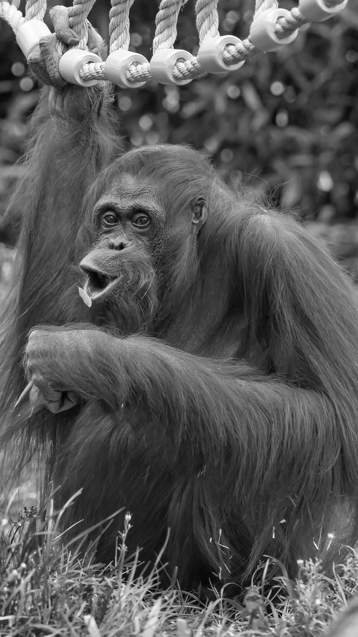 Orang-Utan-Dame Mota musste eingeschläfert werden.