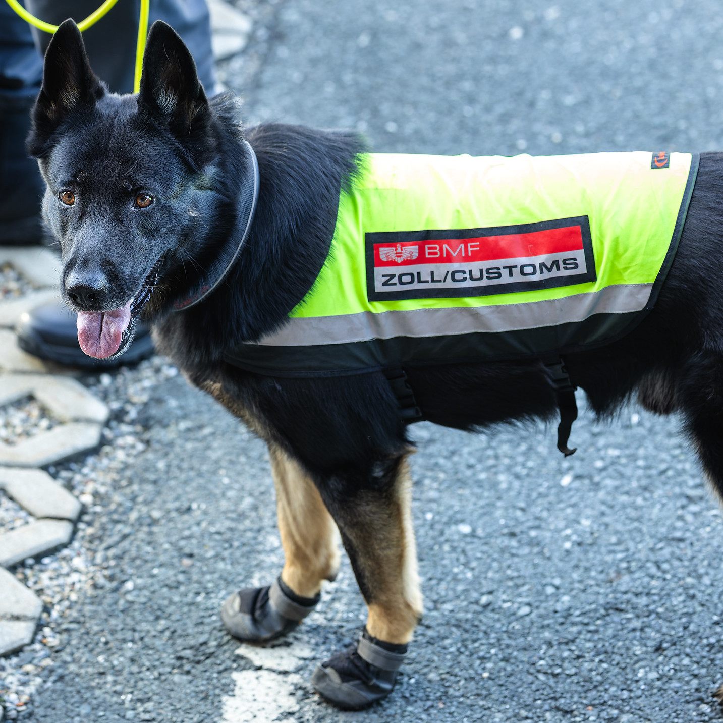 Drogen, Bargeld, Zigaretten: Den Spürnasen beim Zoll entgeht nichts.