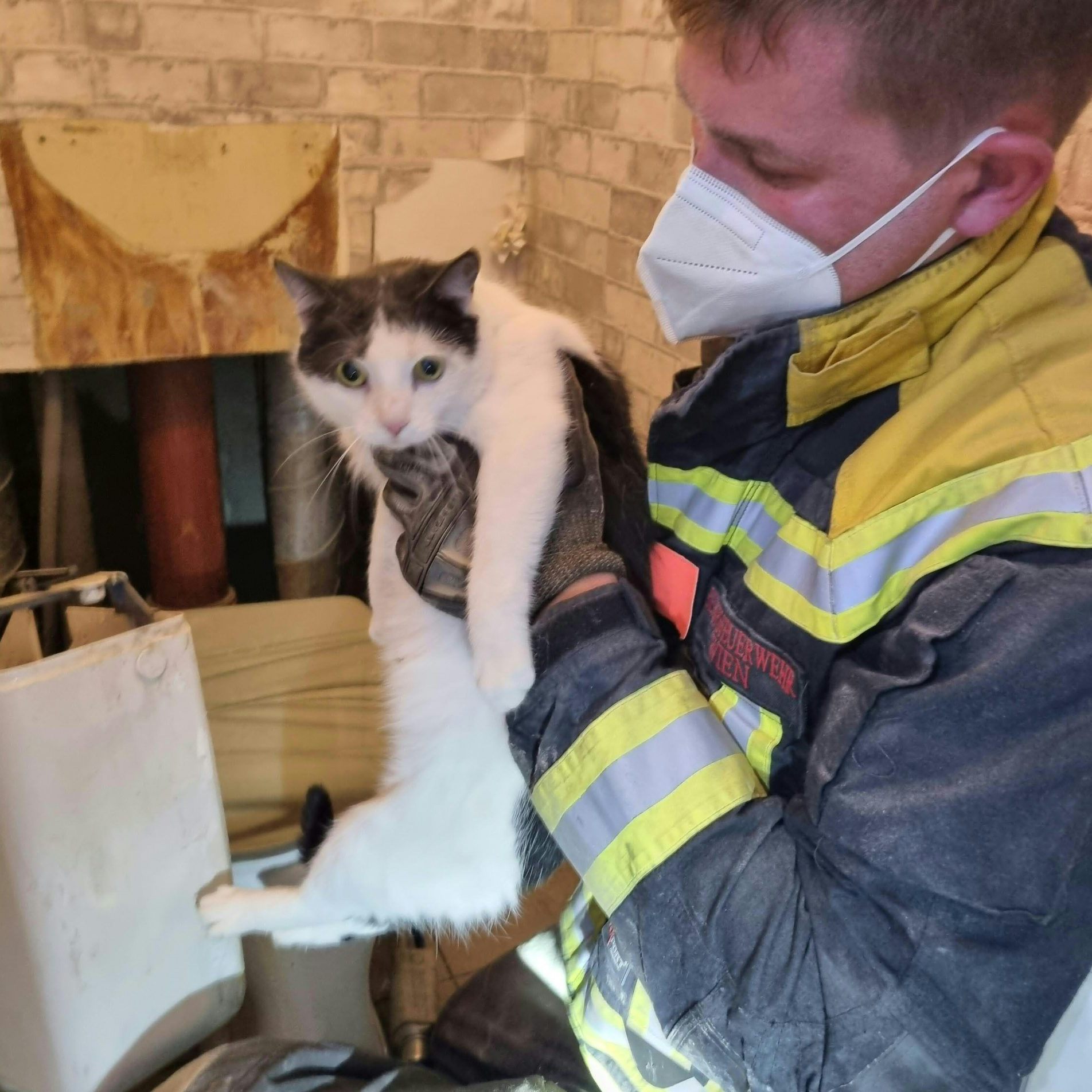 Die Katze konnte wieder ihrem Besitzer übergeben werden.