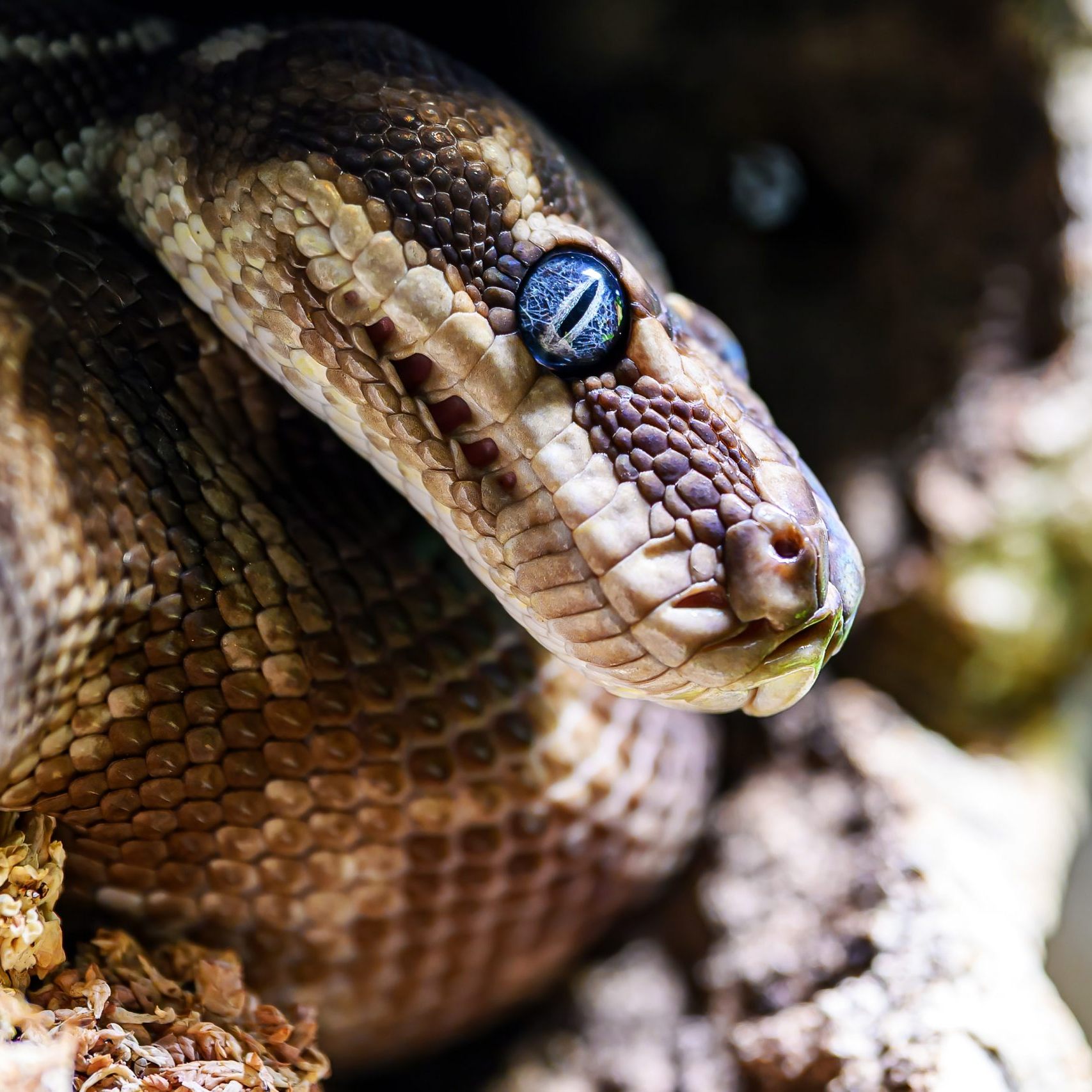 Die Würgeschlangen können ausgewachsen bis zu zwei Meter lang werden.