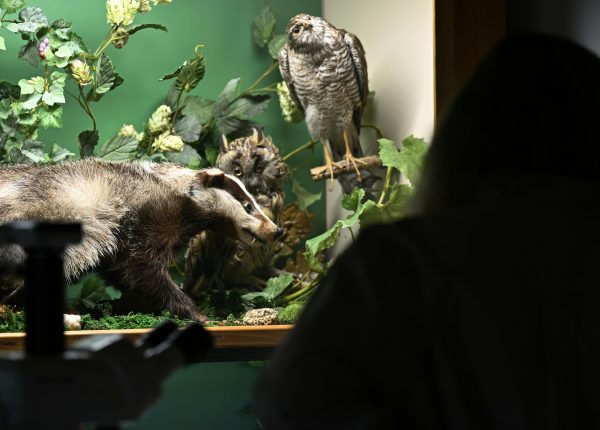 ABD0016_20250827 – PETRONELL-CARNUNTUM – STERREICH: ++ THEMENBILD ++ Illustration zum Thema Natur/Umwelt/Klima – Pressefahrt Naturhistorisches Museum Wien / Nationalpark Donau-Auen auf der Donau zwischen Wildungsmauer und Hainburg an der Donau. Im Bild: Prparierte Tiere in einem Schaukasten im kohaus des Nationalpark-Institut Petronell-Carnuntum , eine Au§enstelle des Naturhistorischen Museums Wien (NHM) aufgenommen im Rahmen der Pressefahrt […]