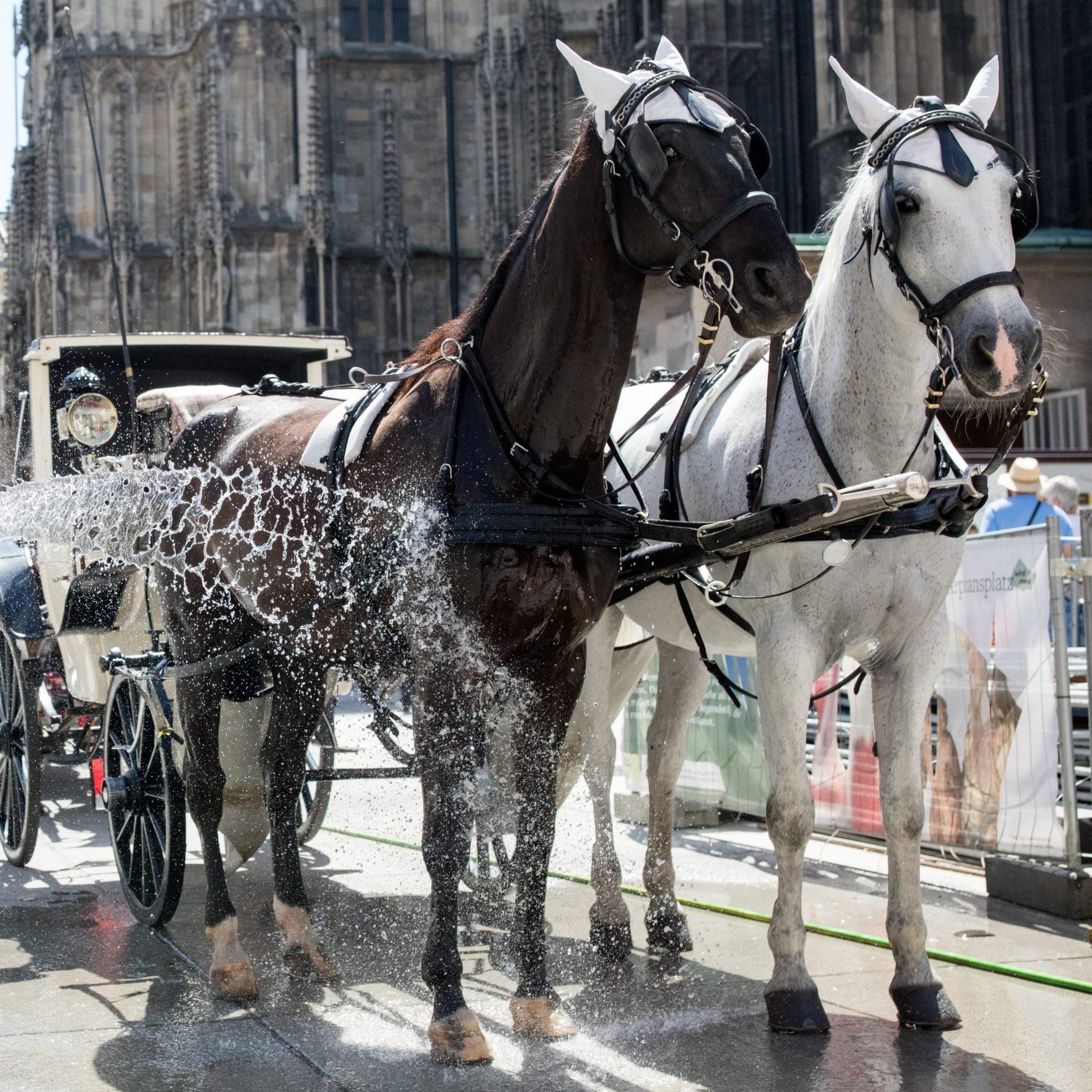 Ziel der Studie sind bessere Rahmenbedingungen für die Fiakerpferde in Wien.