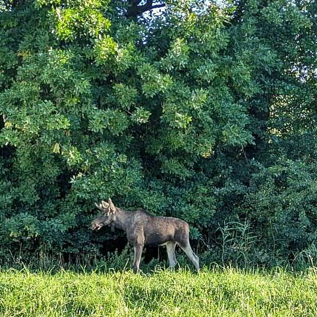 Elch "Emil" hat eine Facebook-Fanseite.